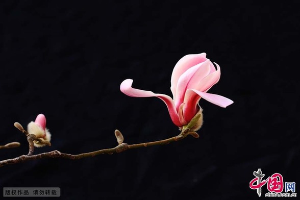 2015年3月20日，北京东城区永定门城楼的街心花园，一朵紫色的玉兰花绽放枝头。