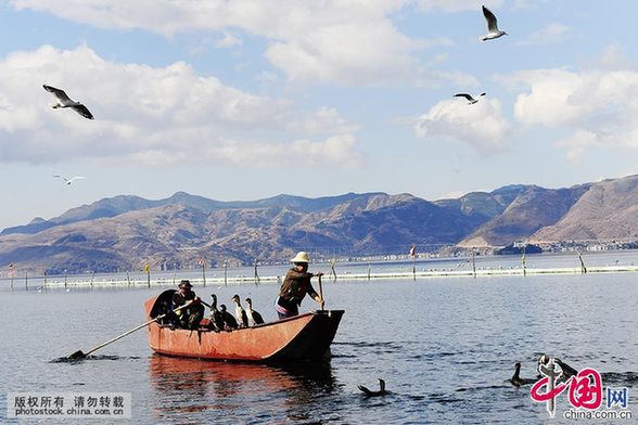 千百年来渔民和鱼鹰在洱海相依为命，构成了一幅人与自然和谐共处的自然画卷。 中国网图片库 贾云龙/摄