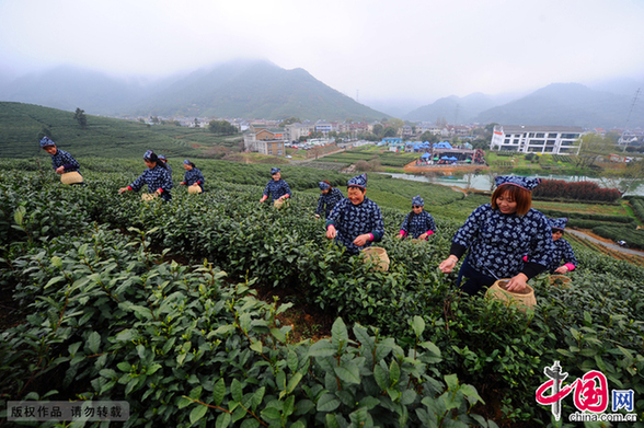 在村里，每年到了这个时节就是采茶的高峰期，大家都赶在清明节前尽量多的把采下来的茶叶炒好，那么在接下来的日子里，茶叶能卖个好价钱。